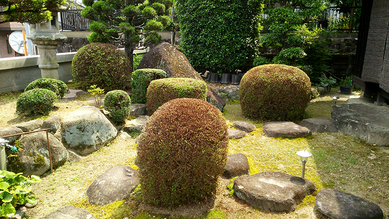 サツキ剪定作業後